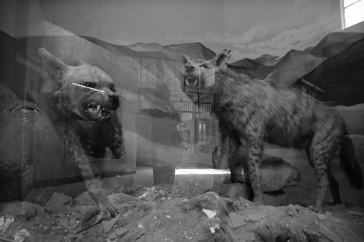 Hyenas, Baghdad Museum of Natural History, Baghdad, Iraq