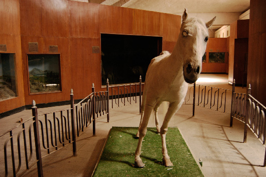Sadaam Hussein's Stuffed Horse, Museum of Natural History, Baghdad, Iraq
