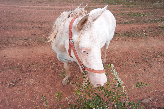 Albino Horse, Liberty, West Virginia