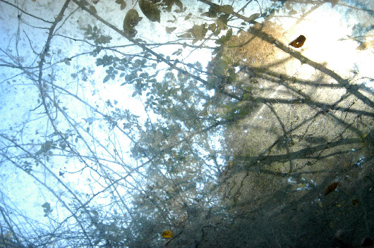 Multiflora rose bushes seen through windshield of abandoned car, Liberty, West Virginia
