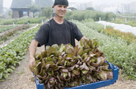 Photo courtesy of Homeless Garden Project 