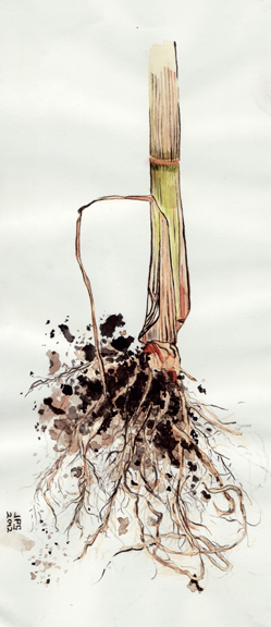 Corn stalk and roots, by Joel Preston Smith