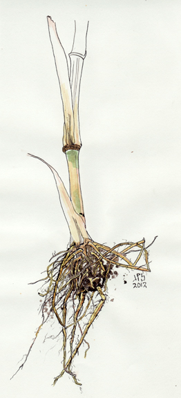 Corn stalk and roots, by Joel Preston Smith